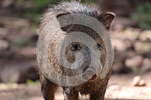 Javelina or collard peccary (Pecari tajacu) photo