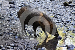 Javelina Collared Peccary Drinking from a Stream