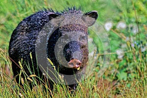 Javelina (Collared Peccary), Peccary angulatus photo