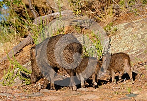 Javelina sow with her piglings go for an evening walk - Version 1