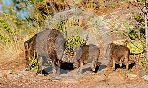 Javelina sow with her piglings go for an evening walk - Version 2