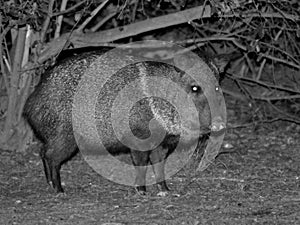 Javelina at Night in South Texas photo