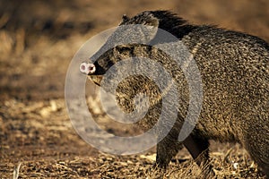 Javelina in the U.S. Southwest