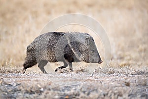 Javelina walking on farm road