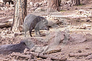 Javelinas In The Forest