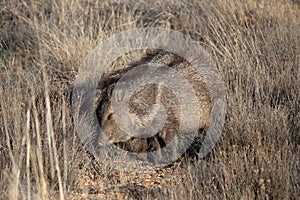 Javelinas rubbing each other