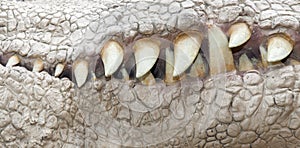 Jaw of dinosaur