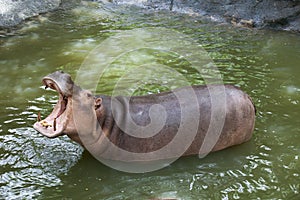 Jaw of hippopotamus in water pool