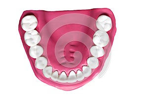 Jaw Model with human teeth