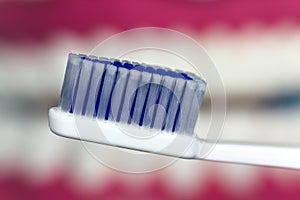 Jaw Model with human teeth