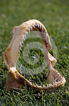 Jaw of tiger shark