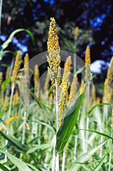 Jawar crops in field Peavl Millet