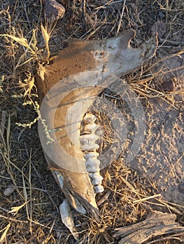 jawbone of a dead animal with teeth