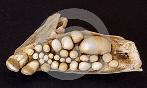 Jawbone of  Musselcracker fish, South Africa