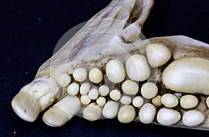 Jawbone of  Musselcracker fish, South Africa