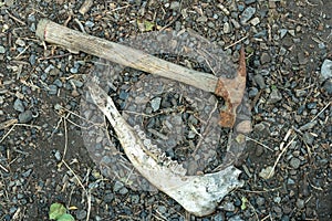 A jawbone and rusty hammer on the ground. Tooth and Nail.