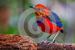 Jawel of Borneo, Blue Banded Pitta.