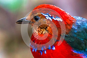 Jawel of Borneo, Blue Banded Pitta.