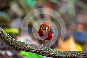 Jawel of Borneo, Blue Banded Pitta.