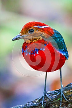 Jawel of Borneo, Blue Banded Pitta.