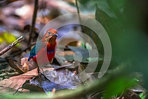 Jawel of Borneo, Blue Banded Pitta.