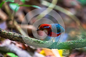 Jawel of Borneo, Blue Banded Pitta.