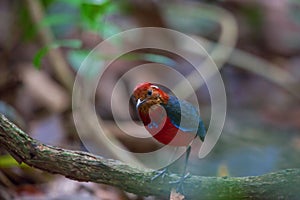 Jawel of Borneo, Blue Banded Pitta.