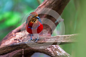 Jawel of Borneo, Blue Banded Pitta.