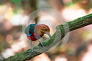 Jawel of Borneo, Blue Banded Pitta.