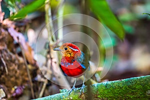 Jawel of Borneo, Blue Banded Pitta.