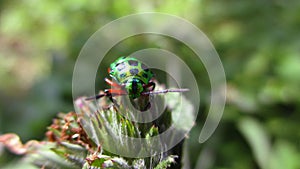 Jawel Bug Scutelleridae