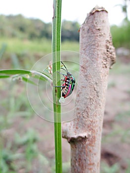 Jawel Bug Scutelleridae