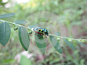 Jawel Bug Scutelleridae