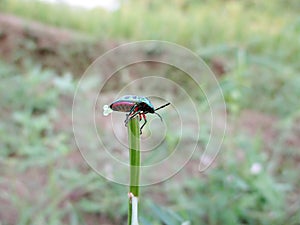 Jawel Bug Scutelleridae