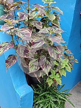 jawer kotok leaves are greenish red