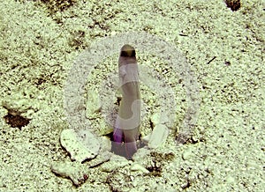 A Jawfish Surveys It`s Realm From It`s Burrow