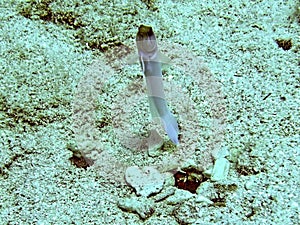 Jawfish Ventures out of Burrow