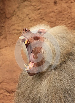 Jawning baboon