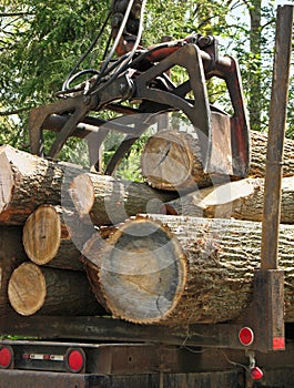 Jaws of a crane loading logs photo