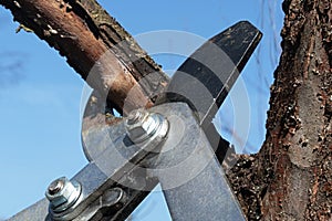 Jaws of garden loppers pliers cutting dry branch of pear fruit tree, blue skies background