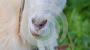 The jaws of the Goat chew the grass. Close-up. Goat chewing grass.