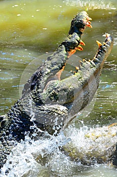 Jaws of a Saltwater crocodile leap out of the water