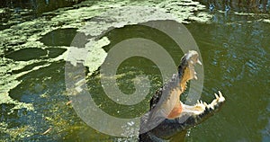 Jaws of a Saltwater crocodile leap out of the water