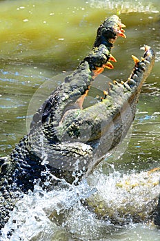 Jaws of a Saltwater crocodile leap out of the water photo