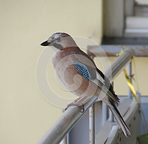 Jay animal of class Aves birds photo