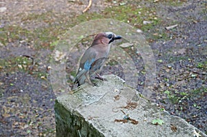 A jay bird with blue, white and brown feathers sits on a stone in a park