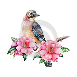 Jay bird on camellia branch with flowers. Watercolor illustration. Beautiful pink camellia blossoms and forest bird