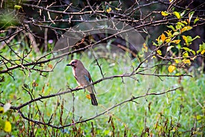 Jay bird in forest, fall time