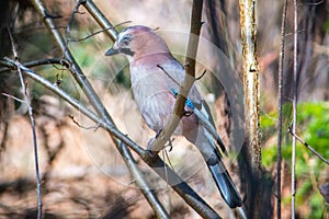 Jay bird in forest