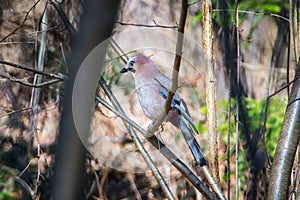 Jay bird in forest